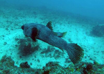 fundo do mar em cabo verde ilha do sal peixe