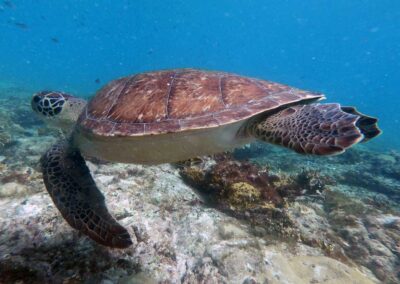 tartaruga no fundo do mar na ilha do sal em cabo verde no passeio taruga sal tours