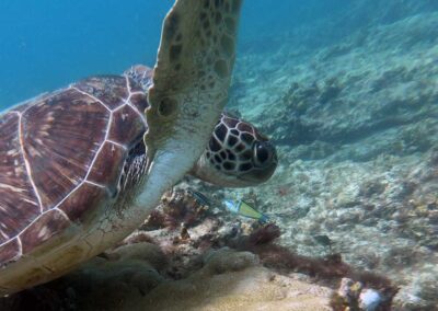 tartaruga no fundo do mar na ilha do sal em cabo verde no passeio taruga sal tours