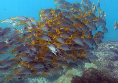 cardume de peixes no fundo do mar na ilha do sal em cabo verde no passeio taruga sal tours