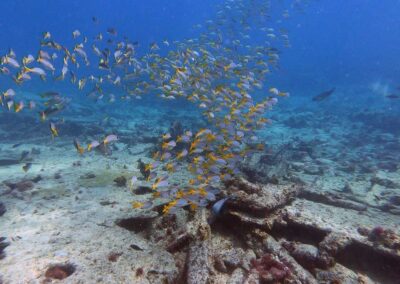 cardume de peixes no fundo do mar na ilha do sal em cabo verde no passeio taruga sal tours