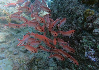 cardume de peixes no fundo do mar na ilha do sal em cabo verde no passeio taruga sal tours