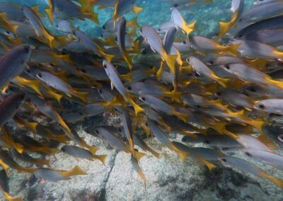 cardume de peixes no fundo do mar na ilha do sal em cabo verde no passeio taruga sal tours
