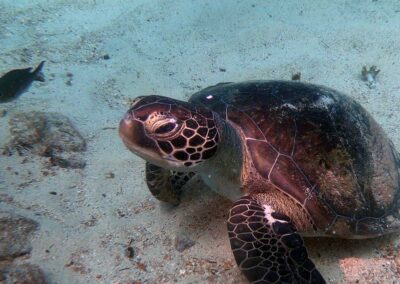 tartaruga no fundo do mar na ilha do sal em cabo verde no passeio taruga sal tours